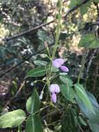 Image of Silverleaf Desmodium