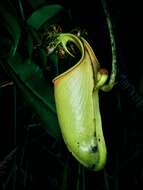 Image of Fanged pitcher plant