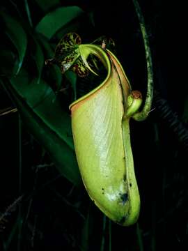 Image of Fanged pitcher plant