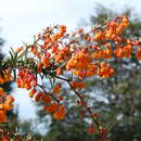 Image of Berberis trigona Kunze