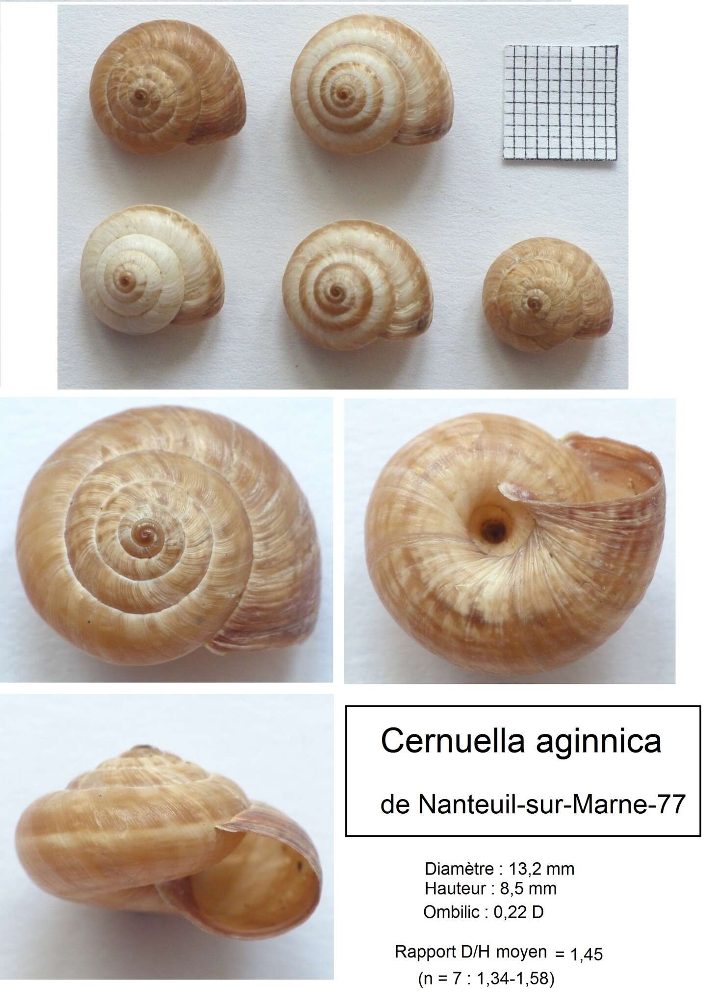 Image of Cernuella aginnica (Locard 1882)