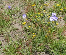 Image of Heliophila subulata Burch. ex DC.