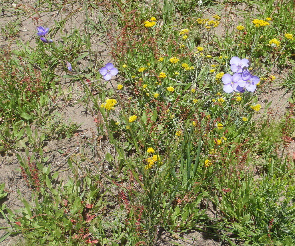 Image of Heliophila subulata Burch. ex DC.