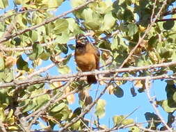 Sivun Emberiza tahapisi nivenorum (Winterbottom 1965) kuva