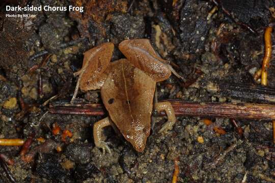 Image of Arcuate-spotted Pygmy Frog