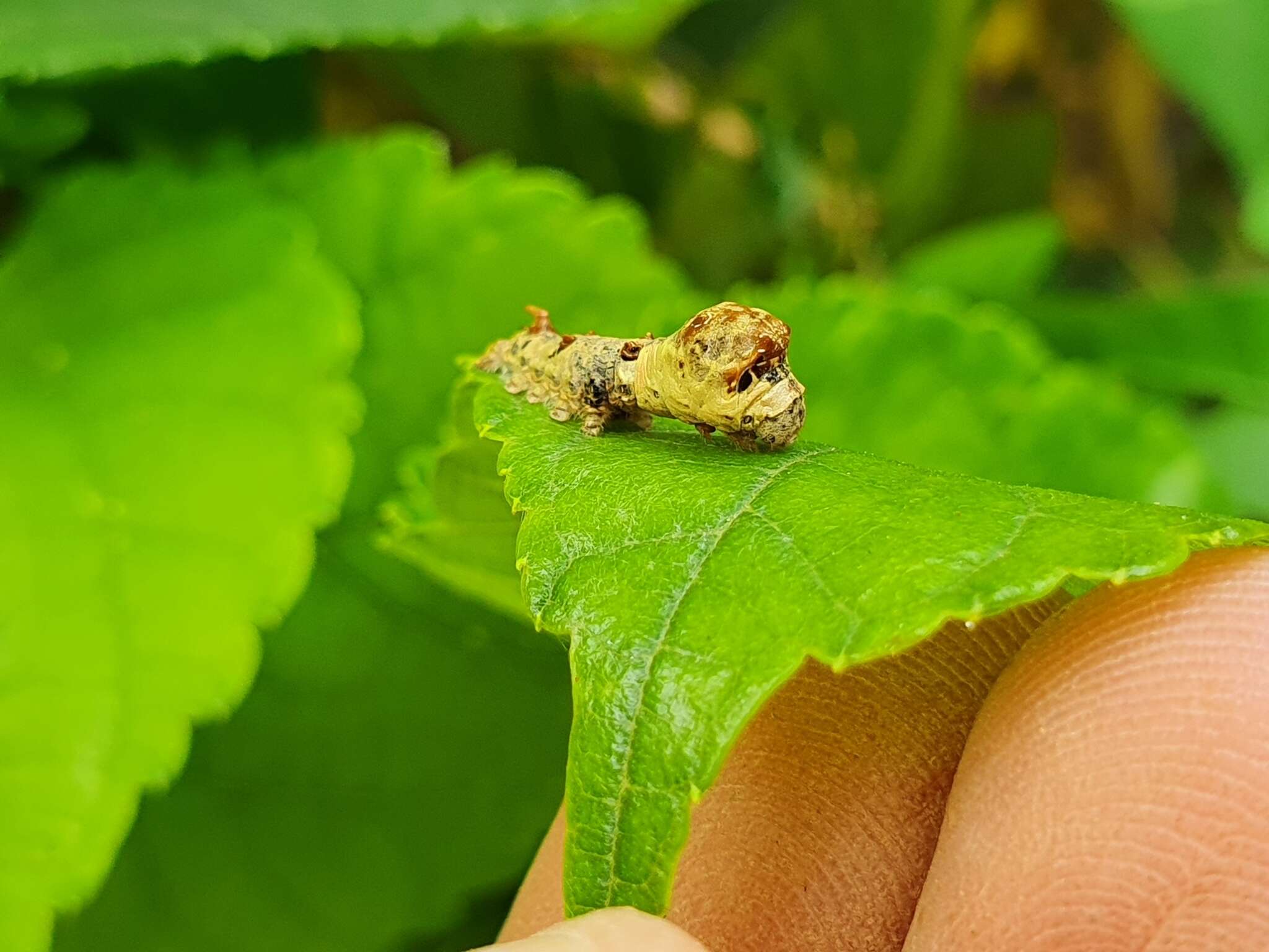 Image of Bombyx mandarina formosana (Matsumura 1927)