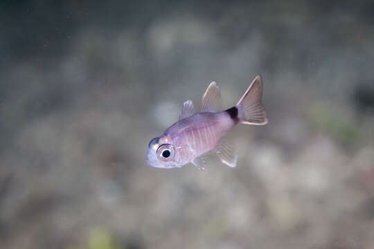 Image of Similar cardinalfish