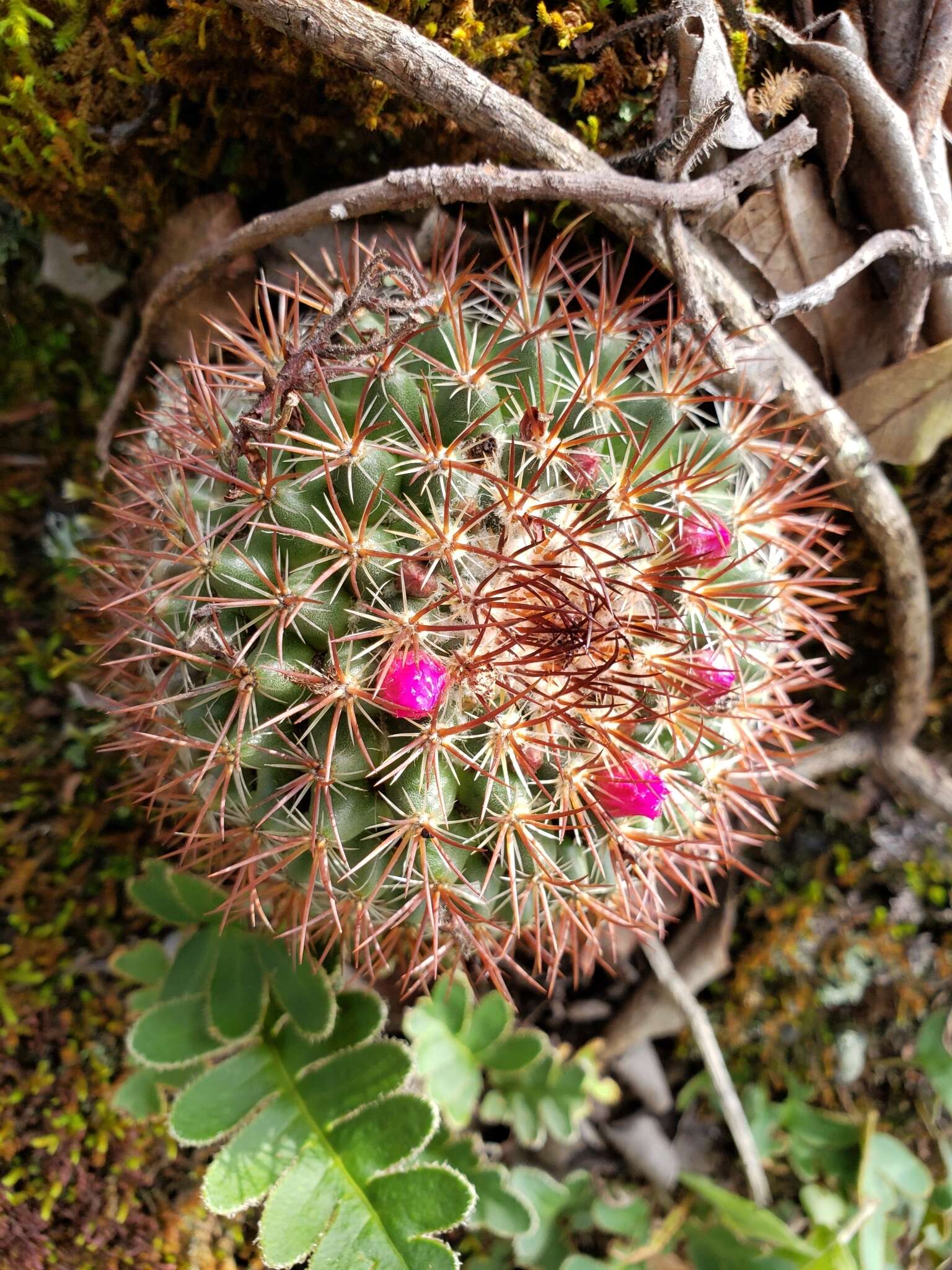 Image of Mammillaria rhodantha subsp. fera-rubra (F. Schmoll ex R. T. Craig) D. R. Hunt