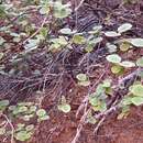 Image of Mandevilla hesperia (I. M. Johnst.) A. O. Simões, Kin.-Gouv. & M. E. Endress