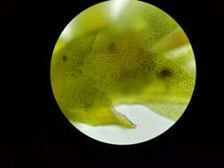 Image of fissidens moss