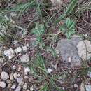 Image of Texas Plains Indian breadroot