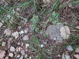 Image of Texas Plains Indian breadroot