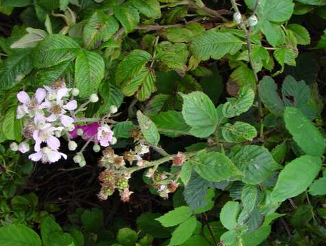 Image of Rubus rubritinctus W. C. R. Watson