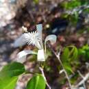 Image of Humbertioturraea malifolia (Baker) M. Cheek