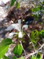 Plancia ëd Humbertioturraea malifolia (Baker) M. Cheek