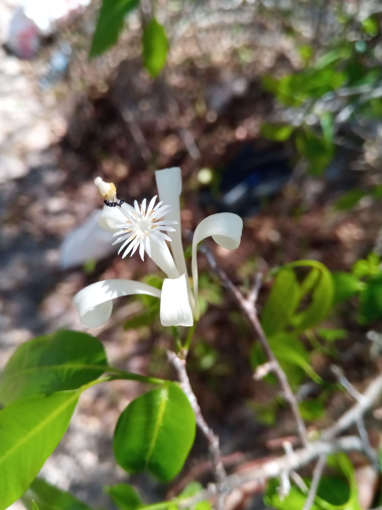 Plancia ëd Humbertioturraea malifolia (Baker) M. Cheek