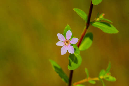 Cuphea strigulosa Kunth的圖片