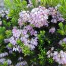 Image of Erica caterviflora Salisb.