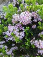 Image de Erica caterviflora Salisb.