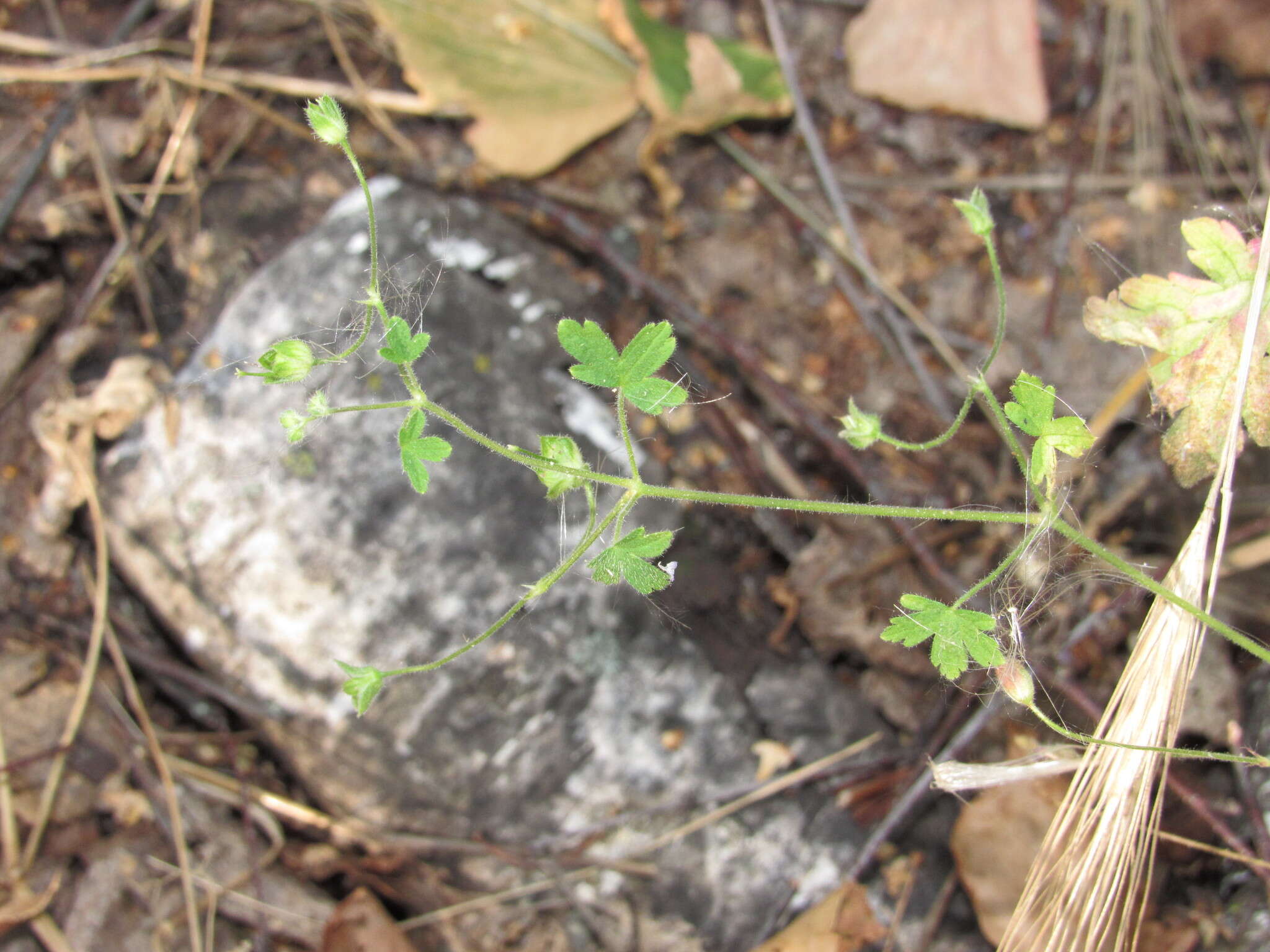 Image of fanleaf geranium
