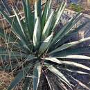 Agave angustifolia var. rubescens (Salm-Dyck) Gentry resmi