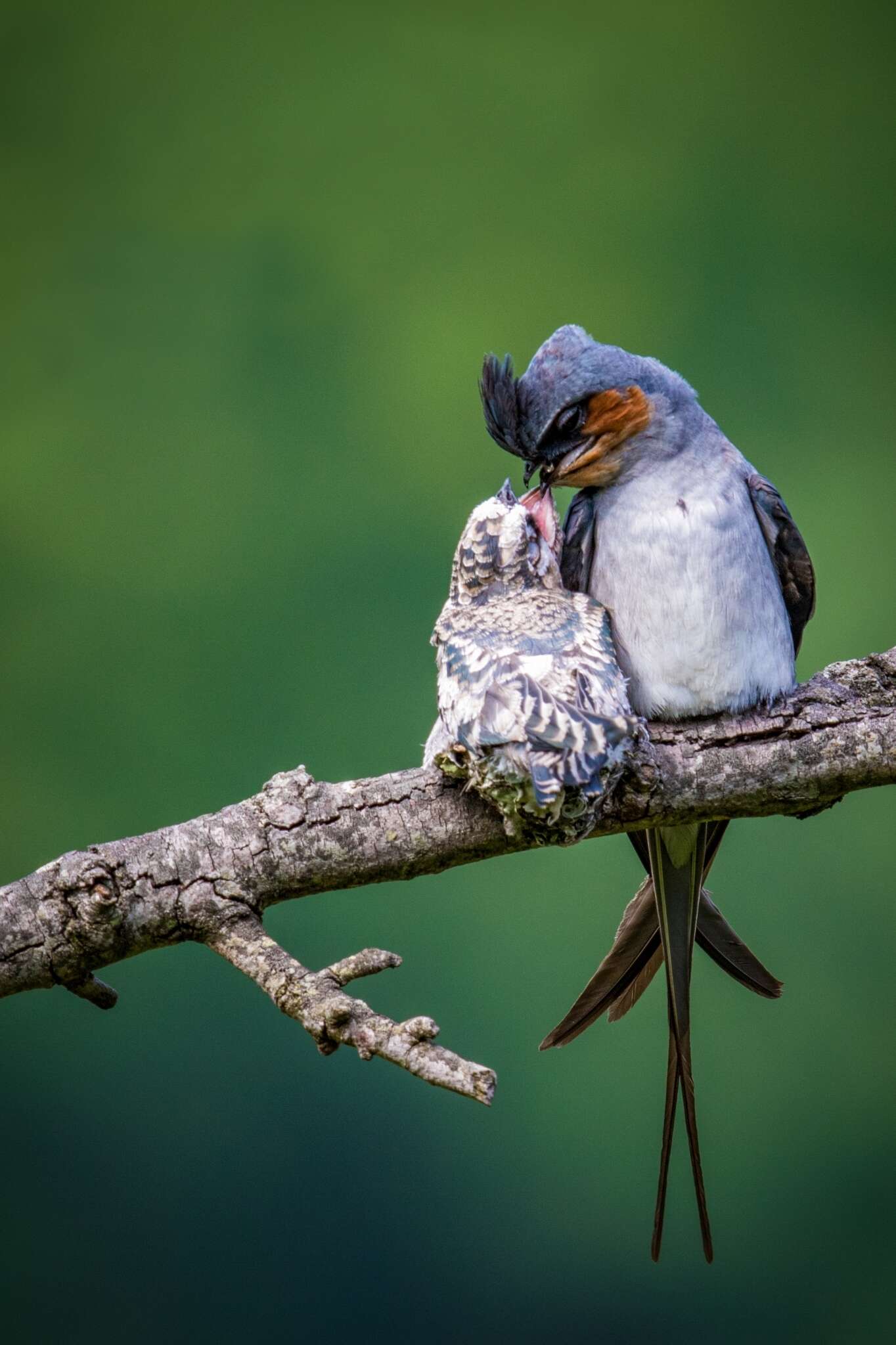 Image of Crested Treeswift