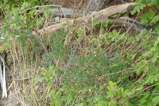 Image of elegant milkvetch