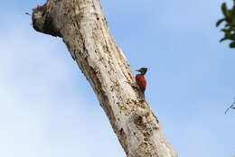 Image of Crimson-backed Flameback