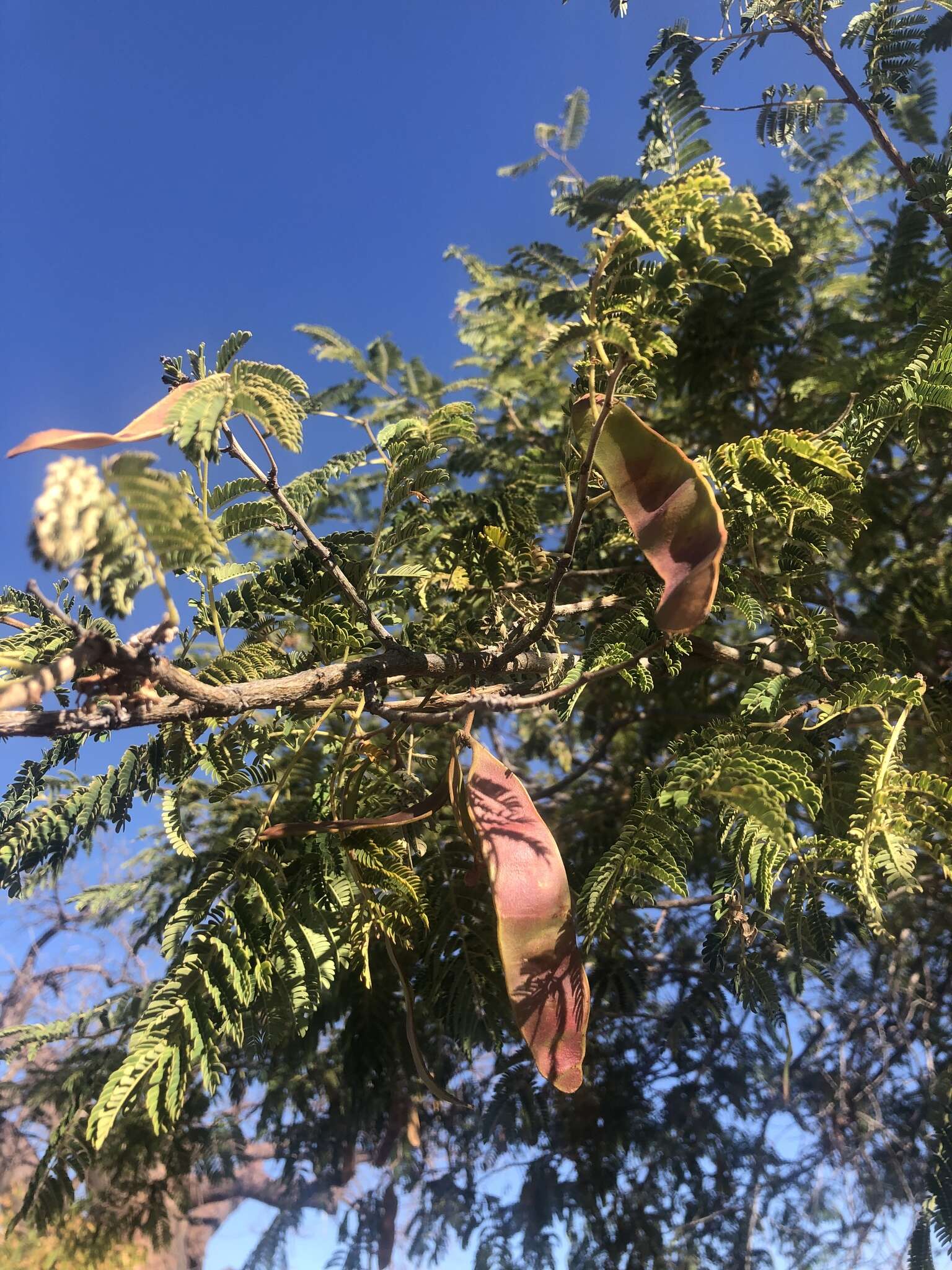 Image of Common albizia