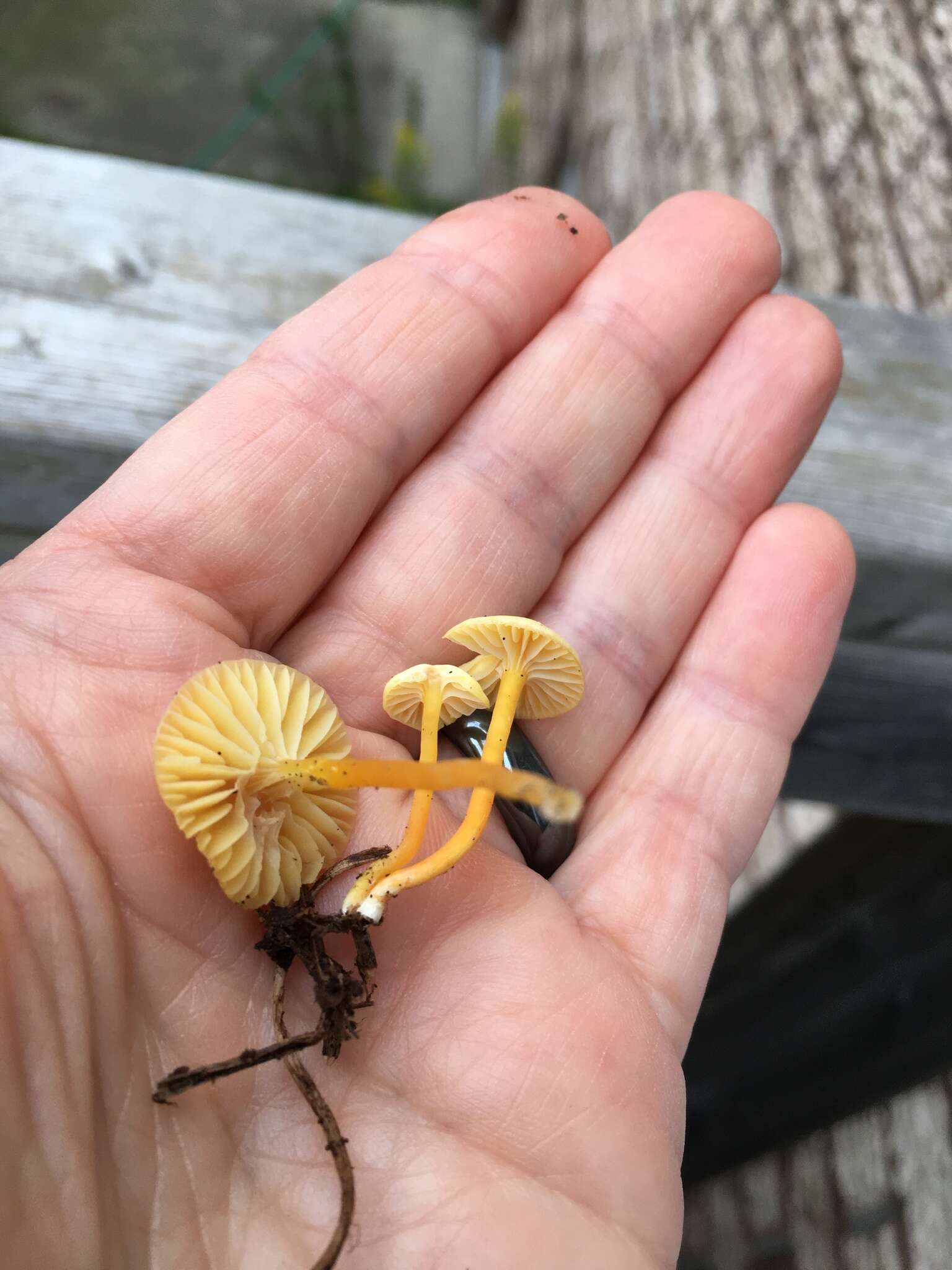 Image of Hygrocybe parvula (Peck) Murrill 1916