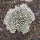 Image of Texan pore lichen