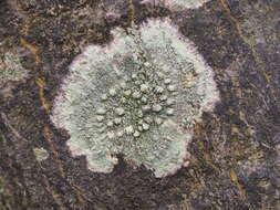 Image of Texan pore lichen