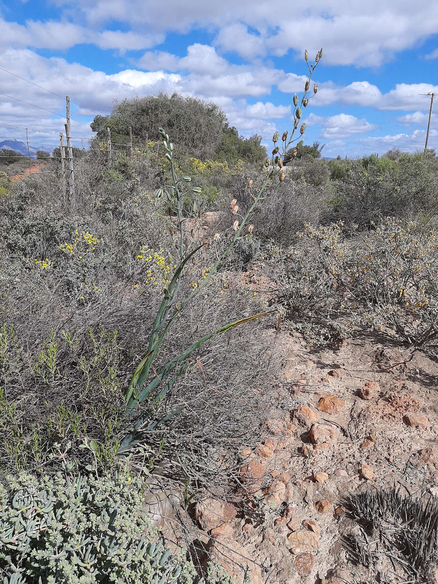 Image de Albuca canadensis (L.) F. M. Leight.