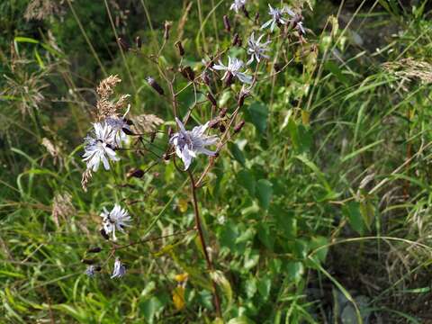 Image of Lactuca sibirica (L.) Maxim.