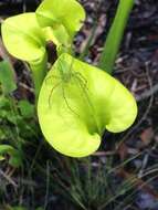 Image of Yellow pitcher plant