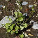 Image of Cardamine scutata Thunb.