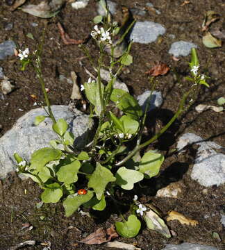 Image of Cardamine scutata Thunb.