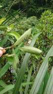 Image of Ardisia sieboldii Miq.