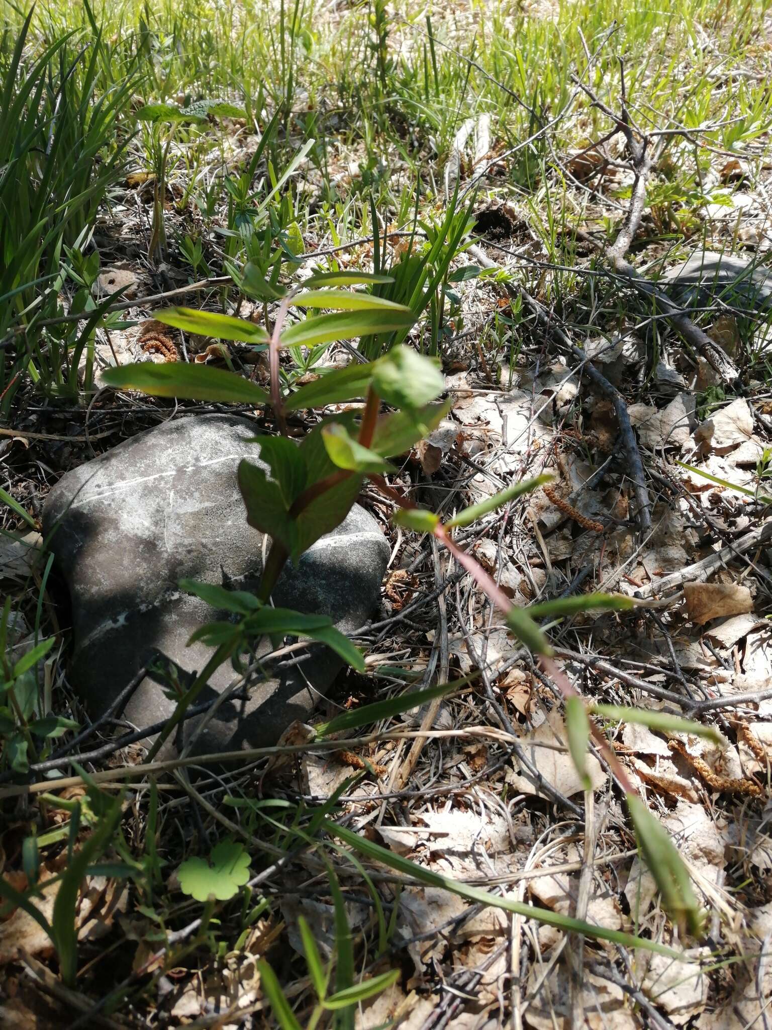 Image of Lathyrus pisiformis L.