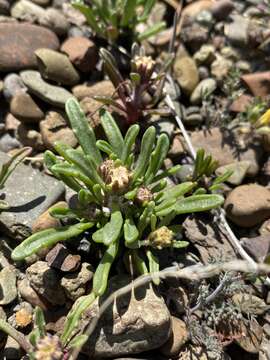 Image of Cusick's pincushion