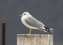 Image of common gull