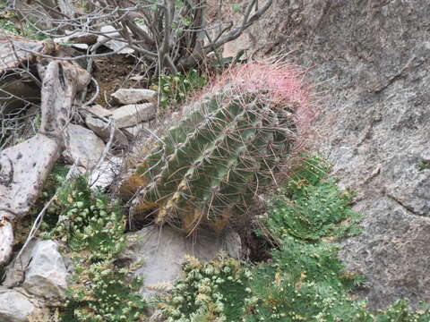 Image of <i>Hamatocactus hamatacanthus</i>