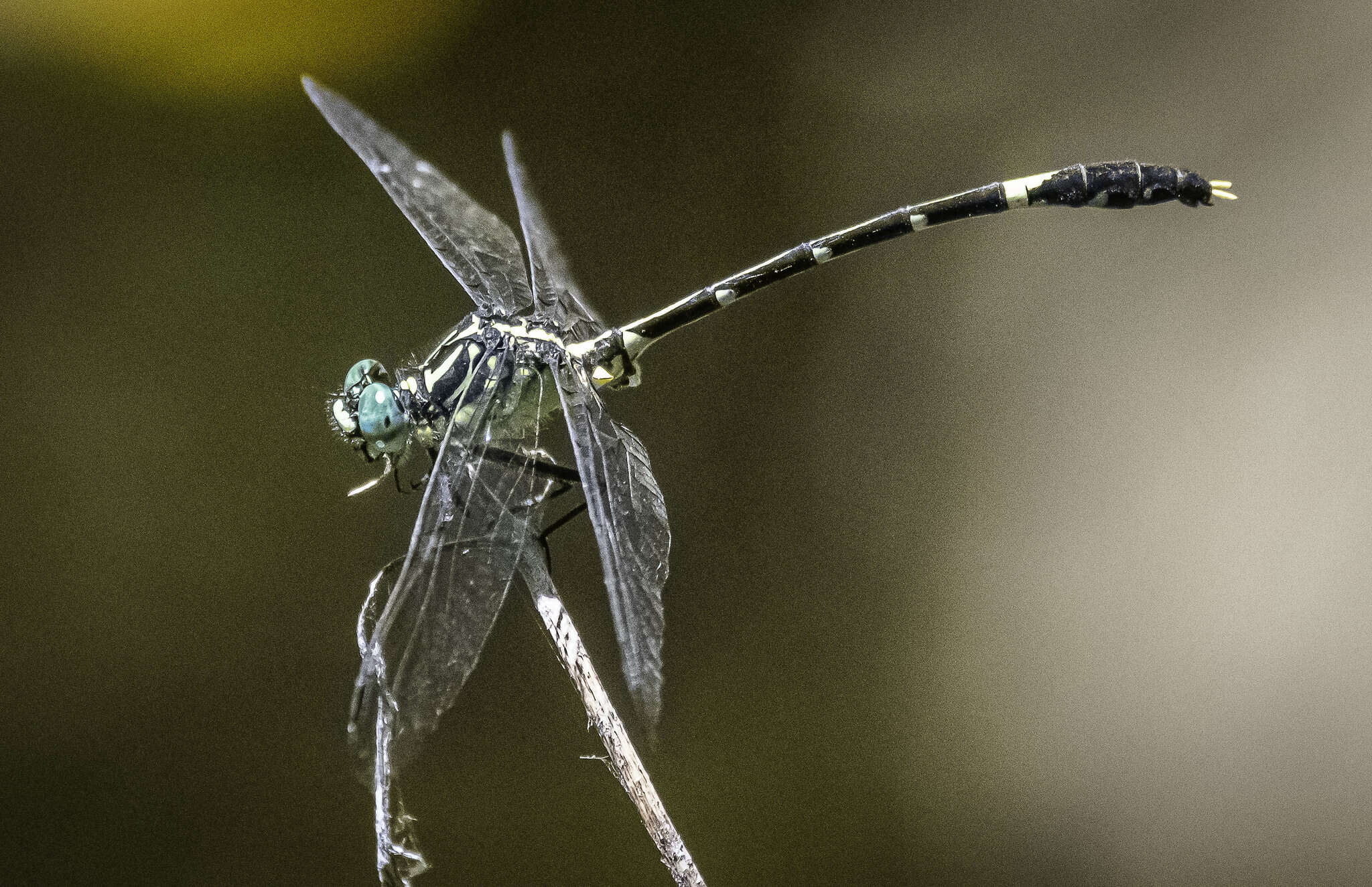 Imagem de Austrogomphus amphiclitus (Selys 1873)