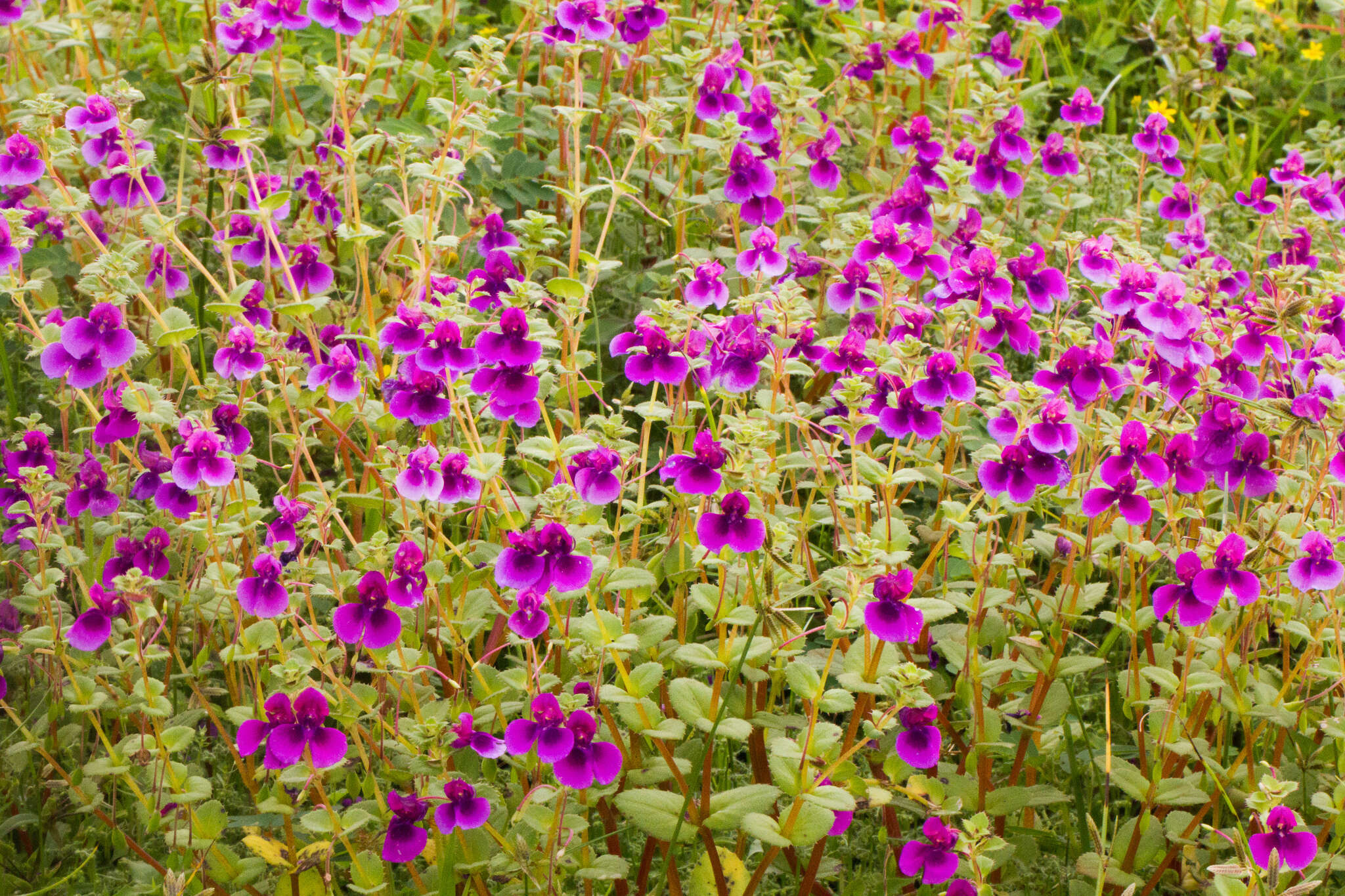 Image of Impatiens lawii Hook. fil. & Thoms.