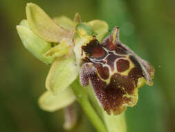 Image of Ophrys fuciflora subsp. pallidiconi Faurh.