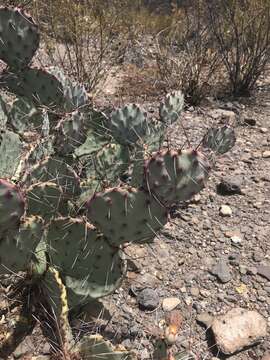 Image of Brownspine Pricklypear