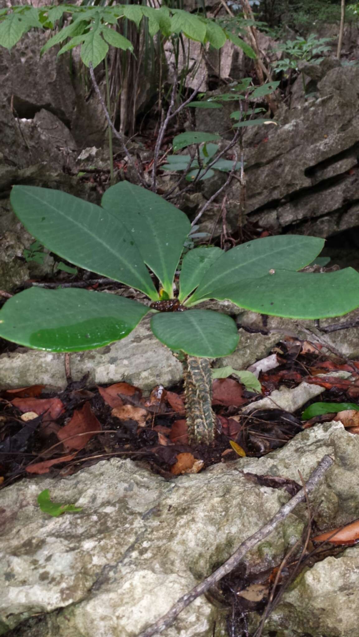 Euphorbia viguieri Denis resmi