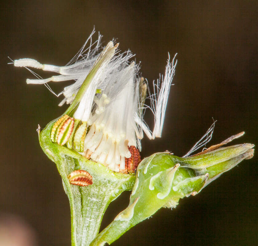 Image of common brighteyes