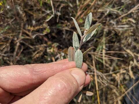 Image de Salix brachycarpa Nutt.