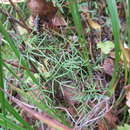 Ostericum tenuifolium (Pall. ex Spreng.) Y. C. Chu resmi